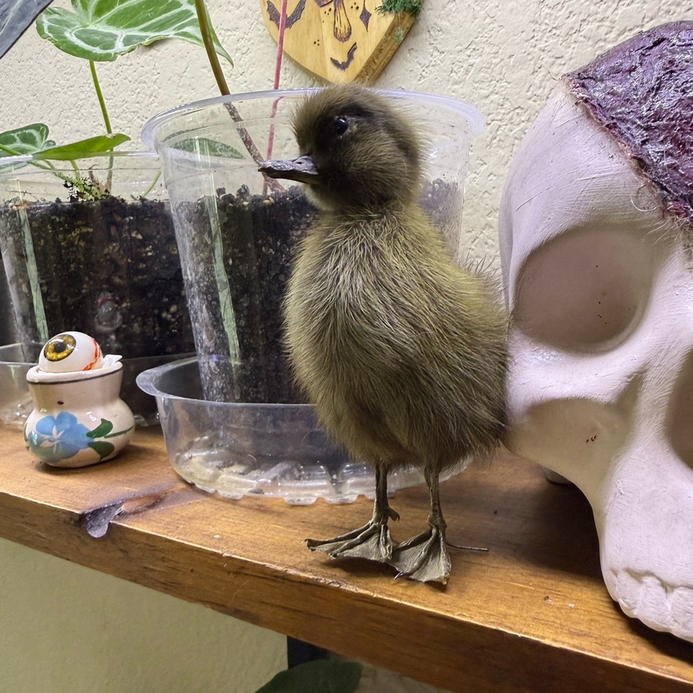Decorative Taxidermy Duckling